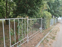 Physocarpus opulifolius