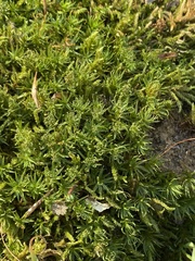 Atrichum altecristatum
