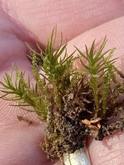 Atrichum altecristatum