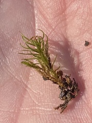 Atrichum altecristatum