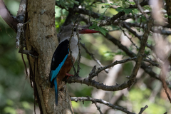 Halcyon leucocephala