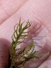 Atrichum altecristatum