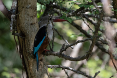 Halcyon leucocephala