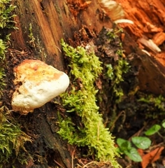 Fomitopsidaceae