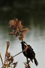 Echinochloa muricata