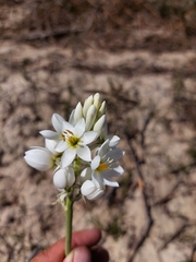 Ornithogalum conicum