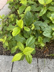 Sphagneticola trilobata