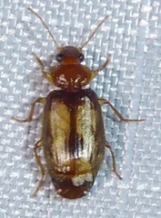 Philophlaeus luculentus