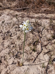 Ornithogalum conicum