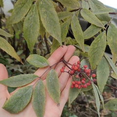 Sambucus racemosa