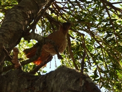 Pseudoseisura lophotes