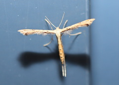 Stenoptilodes taprobanes
