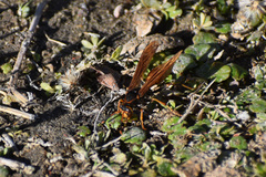 Polistes comanchus