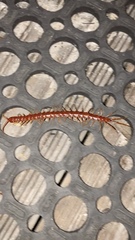 Scolopendromorpha