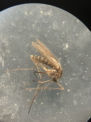 Culiseta inornata