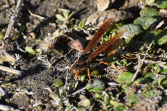 Polistes comanchus