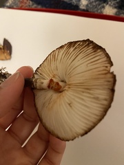 Leucoagaricus americanus