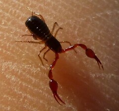 Neobisium