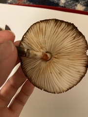 Leucoagaricus americanus