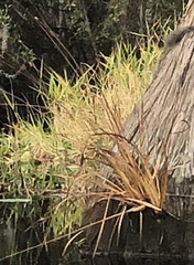 Xyris fimbriata