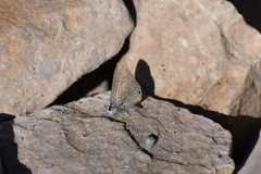 Hemiargus ceraunus astenidas