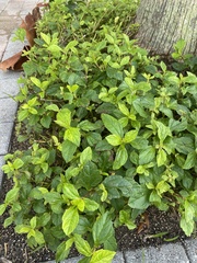 Sphagneticola trilobata