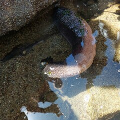 Athyonidium chilensis