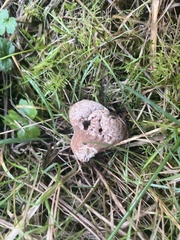 Apioperdon pyriforme