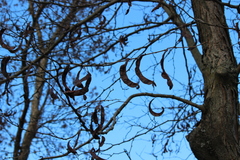 Gleditsia triacanthos inermis