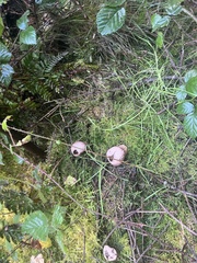 Apioperdon pyriforme