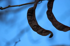 Gleditsia triacanthos inermis