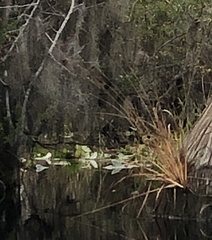 Xyris fimbriata