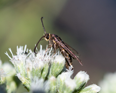 Carmenta pyralidiformis