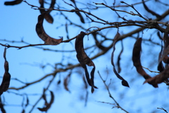 Gleditsia triacanthos inermis