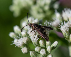 Carmenta pyralidiformis