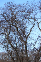 Gleditsia triacanthos inermis