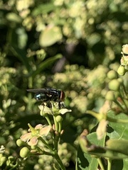 Cochliomyia