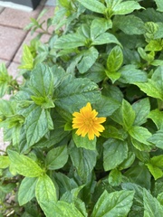 Sphagneticola trilobata