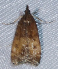Eudonia asterisca