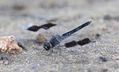 Brachythemis leucosticta