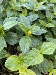 Sphagneticola trilobata