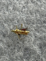 Belonochilus numenius