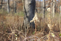 Solidago nemoralis