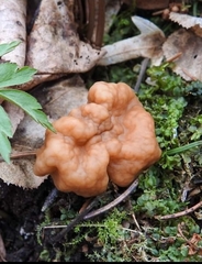 Gyromitra gigas