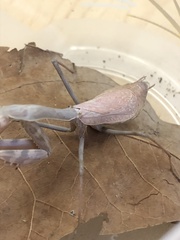 Stagmomantis