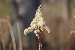 Solidago nemoralis