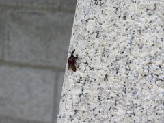Apoderinae