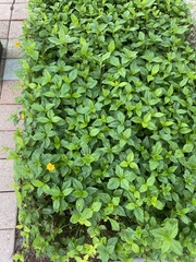 Sphagneticola trilobata