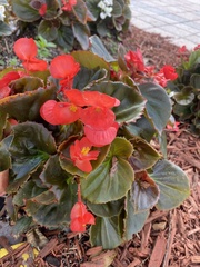 Begonia