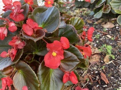 Begonia